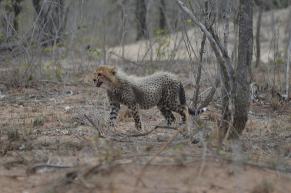 Photo of Kruger Park, Mpumalanga, South Africa by Jeroen Borst