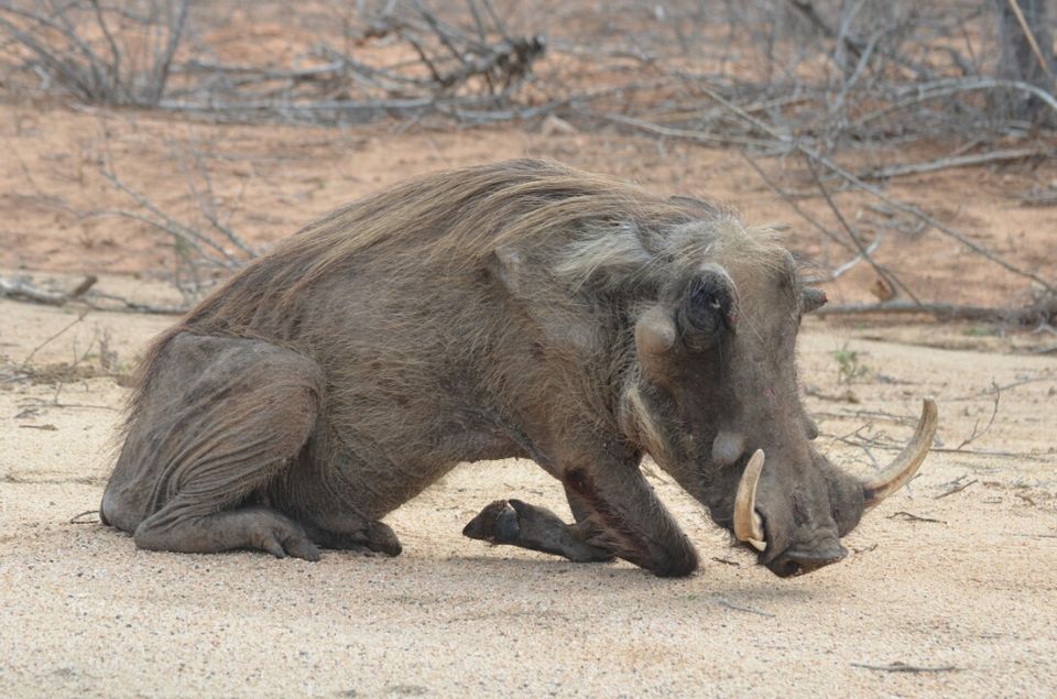 Photo of Kruger Park, Mpumalanga, South Africa by Jeroen Borst