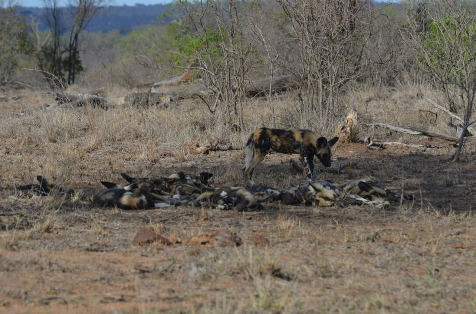 Photo of Kruger Park, Mpumalanga, South Africa by Jeroen Borst
