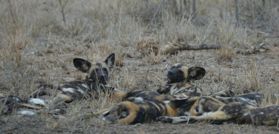 Photo of Kruger Park, Mpumalanga, South Africa by Jeroen Borst
