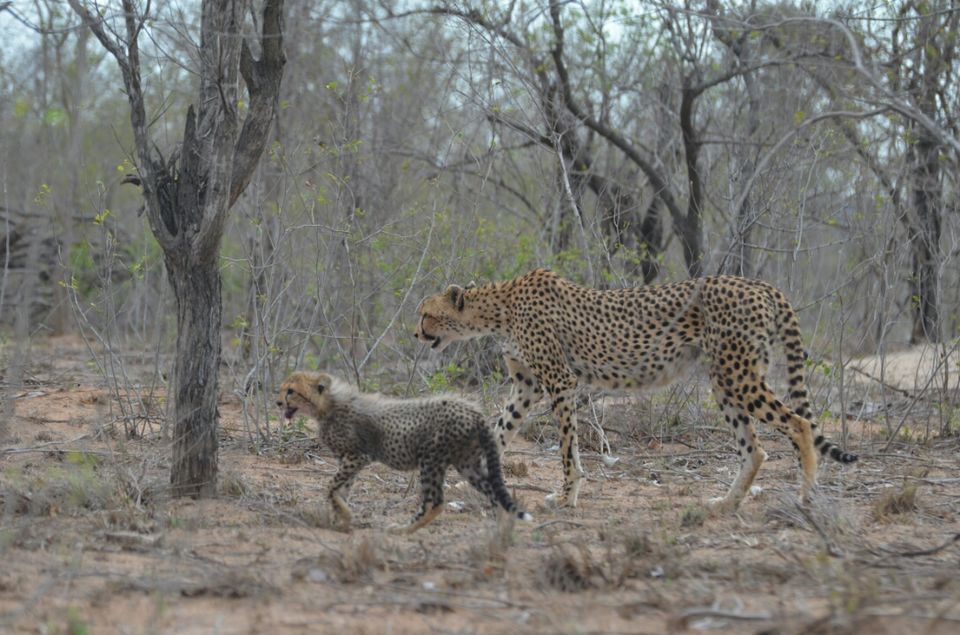 Photo of Kruger Park, Mpumalanga, South Africa by Jeroen Borst