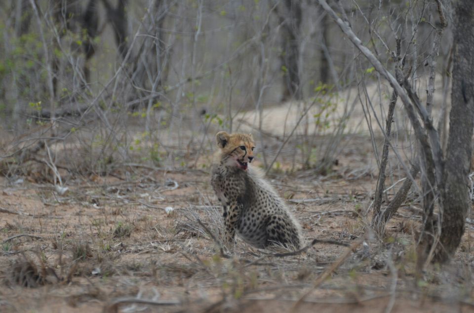 Photo of Kruger Park, Mpumalanga, South Africa by Jeroen Borst