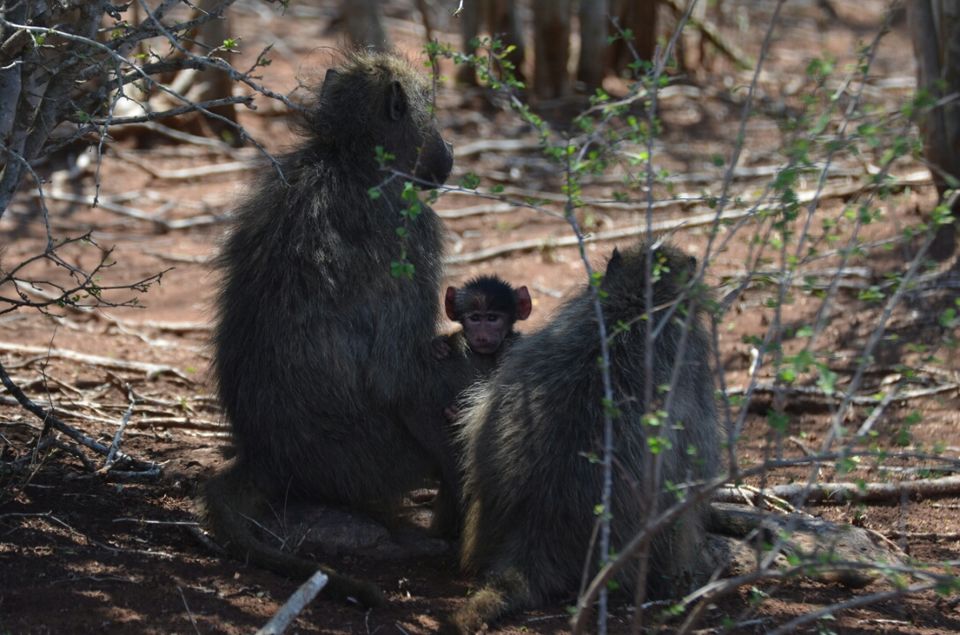 Photo of Kruger Park, Mpumalanga, South Africa by Jeroen Borst