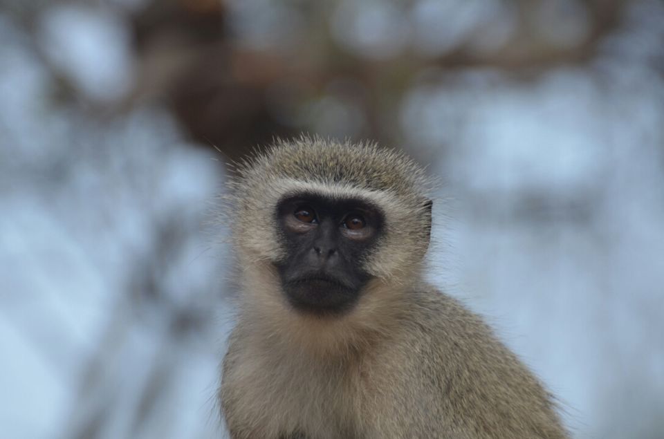 Photo of Kruger Park, Mpumalanga, South Africa by Jeroen Borst