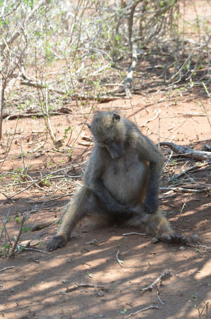 Photo of Kruger Park, Mpumalanga, South Africa by Jeroen Borst
