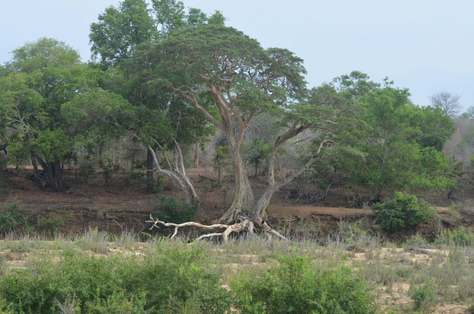 Photo of Kruger Park, Mpumalanga, South Africa by Jeroen Borst