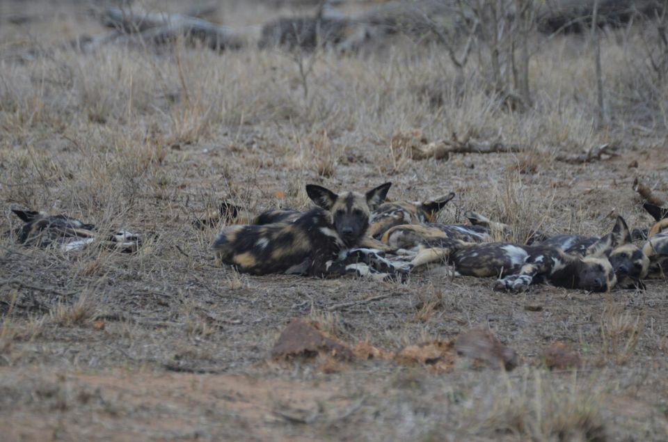 Photo of Kruger Park, Mpumalanga, South Africa by Jeroen Borst
