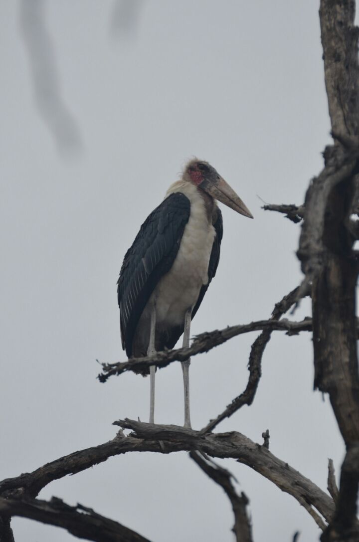 Photo of Kruger Park, Mpumalanga, South Africa by Jeroen Borst
