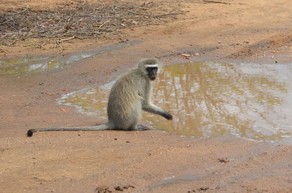 Photo of Kruger Park, Mpumalanga, South Africa by Jeroen Borst