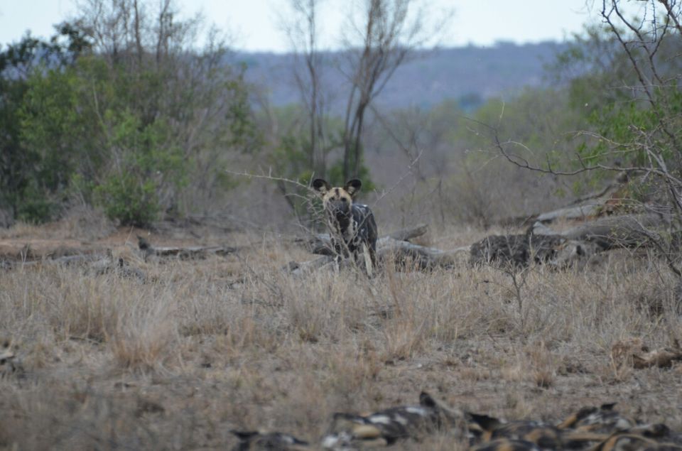 Photo of Kruger Park, Mpumalanga, South Africa by Jeroen Borst