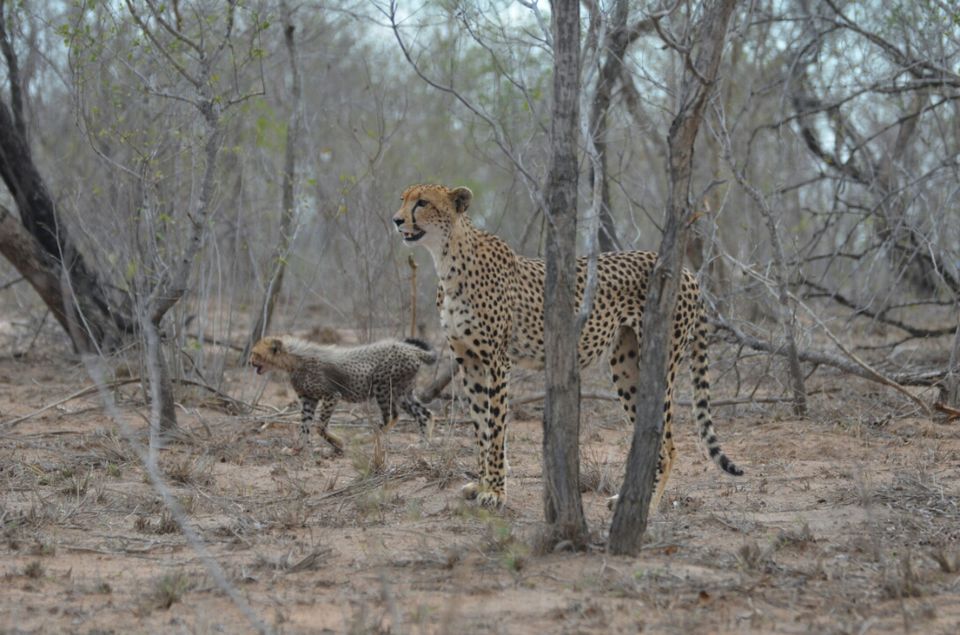 Photo of Kruger Park, Mpumalanga, South Africa by Jeroen Borst