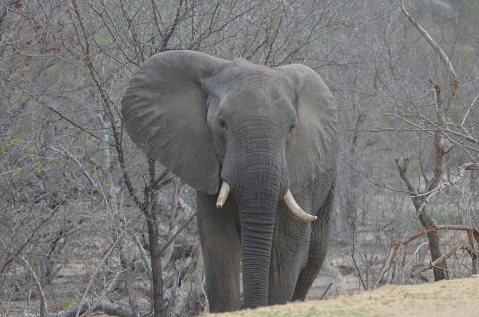 Photo of Kruger Park, Mpumalanga, South Africa by Jeroen Borst