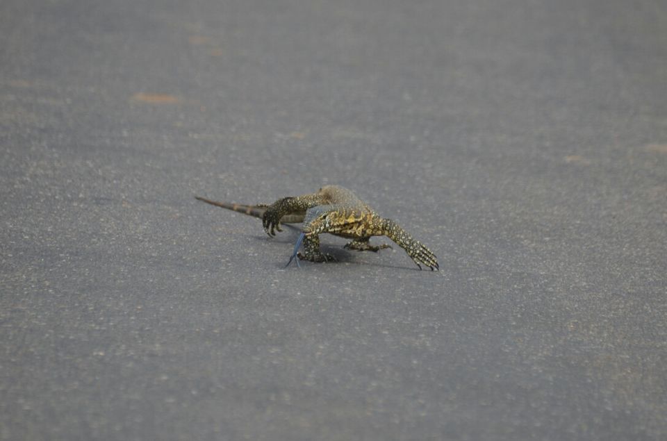 Photo of Kruger Park, Mpumalanga, South Africa by Jeroen Borst