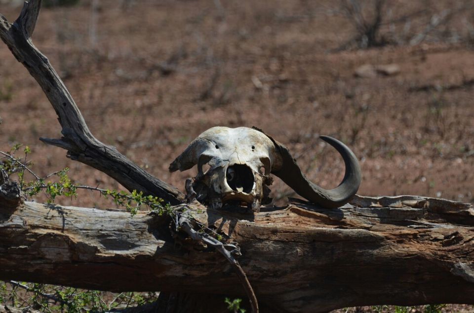 Photo of Kruger Park, Mpumalanga, South Africa by Jeroen Borst