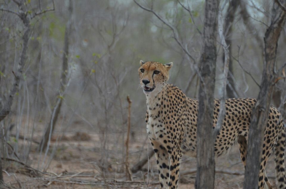 Photo of Kruger Park, Mpumalanga, South Africa by Jeroen Borst