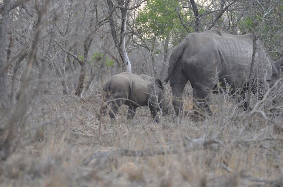 Photo of Kruger Park, Mpumalanga, South Africa by Jeroen Borst