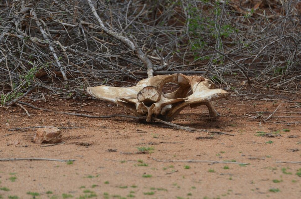 Photo of Kruger Park, Mpumalanga, South Africa by Jeroen Borst