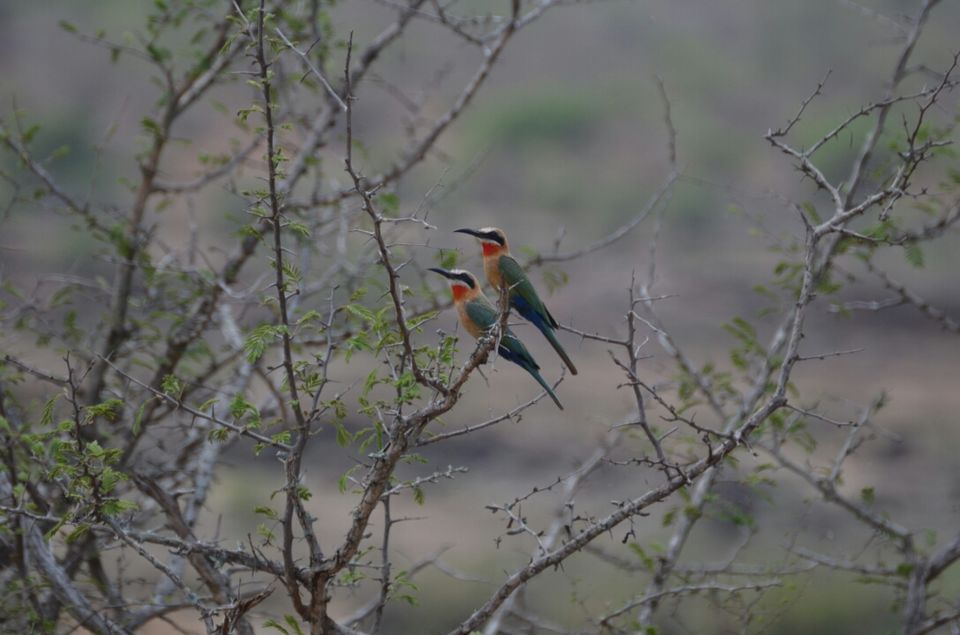 Photo of Kruger Park, Mpumalanga, South Africa by Jeroen Borst