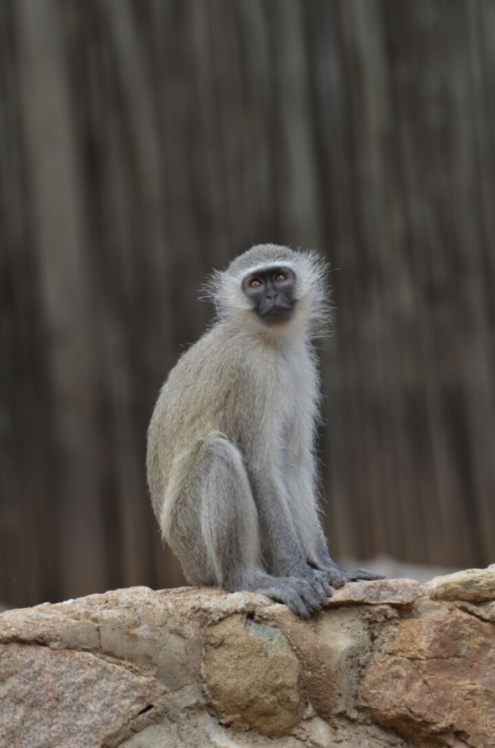 Photo of Kruger Park, Mpumalanga, South Africa by Jeroen Borst
