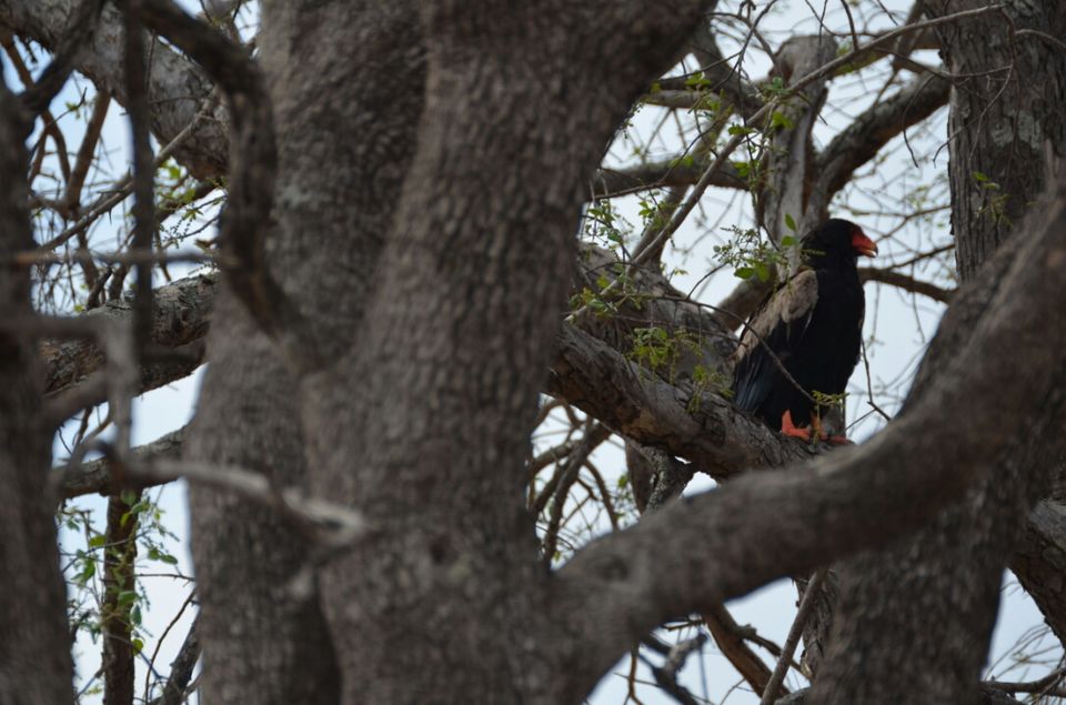 Photo of Short (4th) day at Kruger Park by Jeroen Borst
