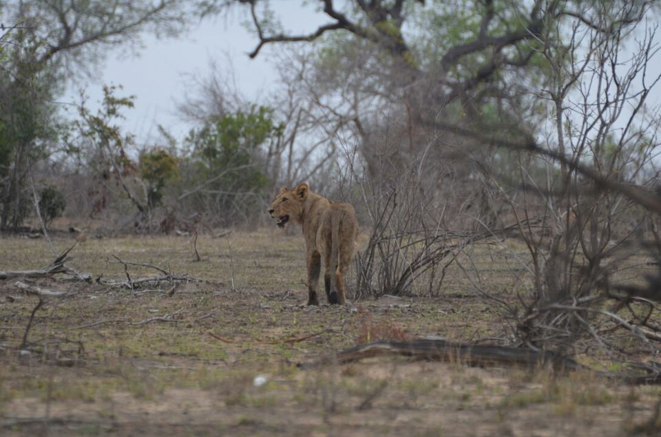 Photo of Short (4th) day at Kruger Park by Jeroen Borst