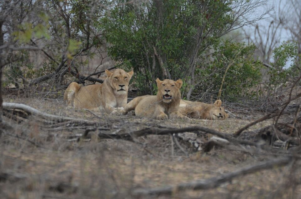 Photo of Short (4th) day at Kruger Park by Jeroen Borst