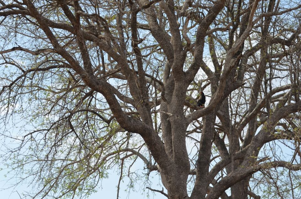 Photo of Short (4th) day at Kruger Park by Jeroen Borst