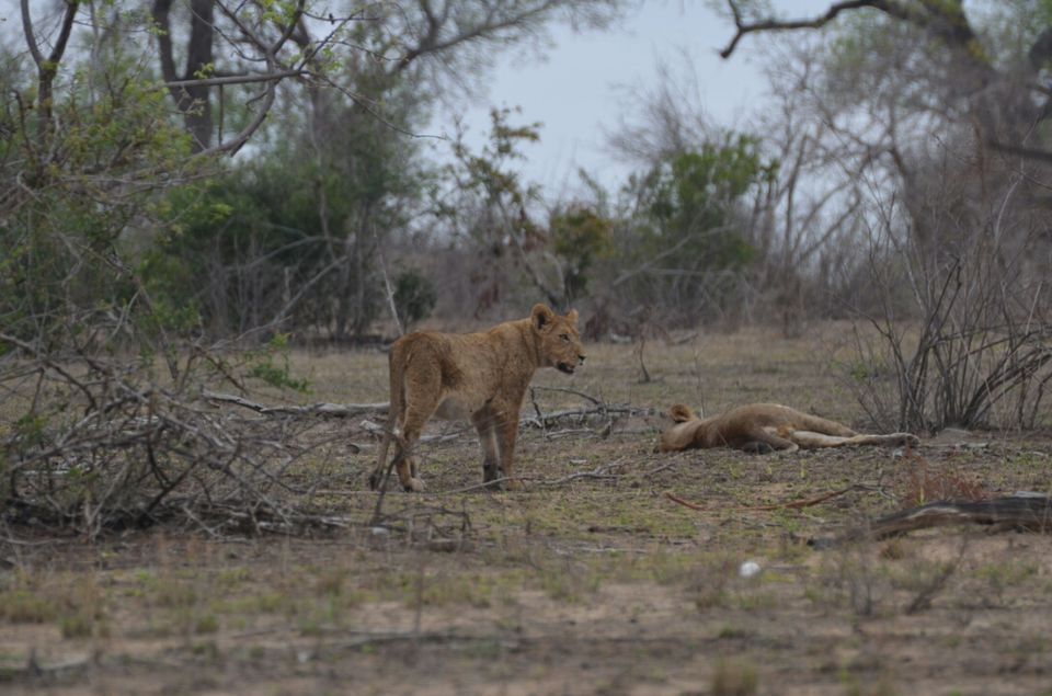 Photo of Short (4th) day at Kruger Park by Jeroen Borst