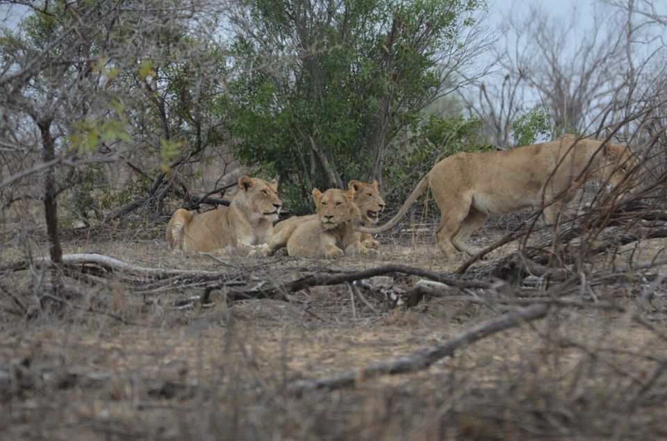 Photo of Short (4th) day at Kruger Park by Jeroen Borst