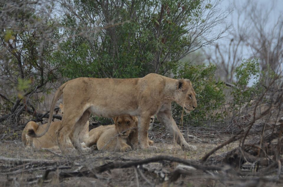 Photo of Short (4th) day at Kruger Park by Jeroen Borst