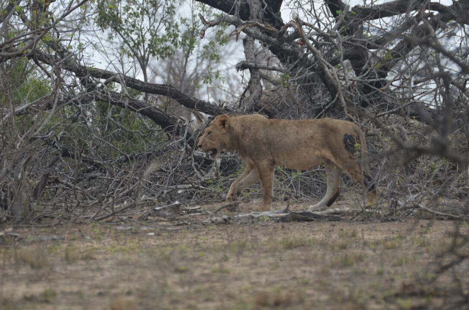 Photo of Short (4th) day at Kruger Park by Jeroen Borst