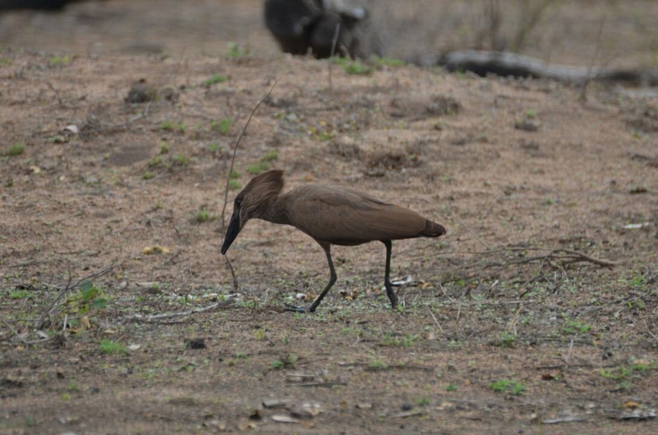 Photo of Short (4th) day at Kruger Park by Jeroen Borst