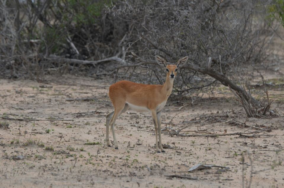 Photo of Short (4th) day at Kruger Park by Jeroen Borst