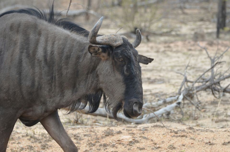 Photo of Short (4th) day at Kruger Park by Jeroen Borst