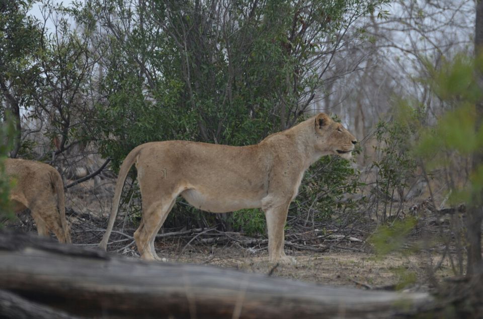 Photo of Short (4th) day at Kruger Park by Jeroen Borst