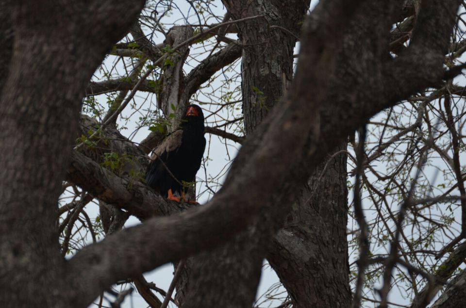 Photo of Short (4th) day at Kruger Park by Jeroen Borst