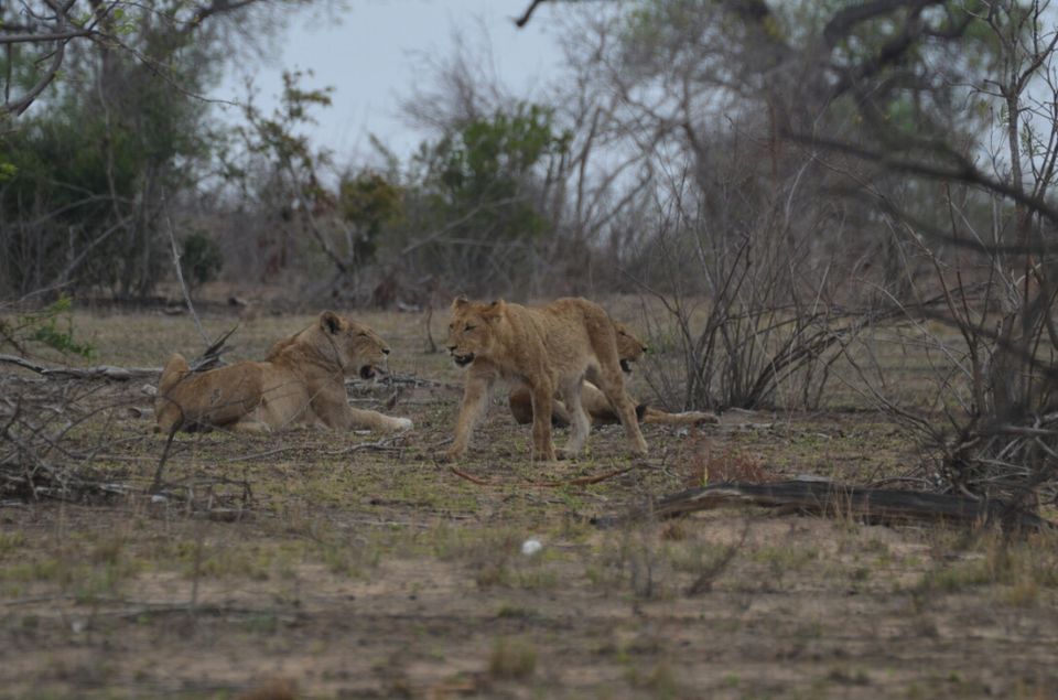 Photo of Short (4th) day at Kruger Park by Jeroen Borst