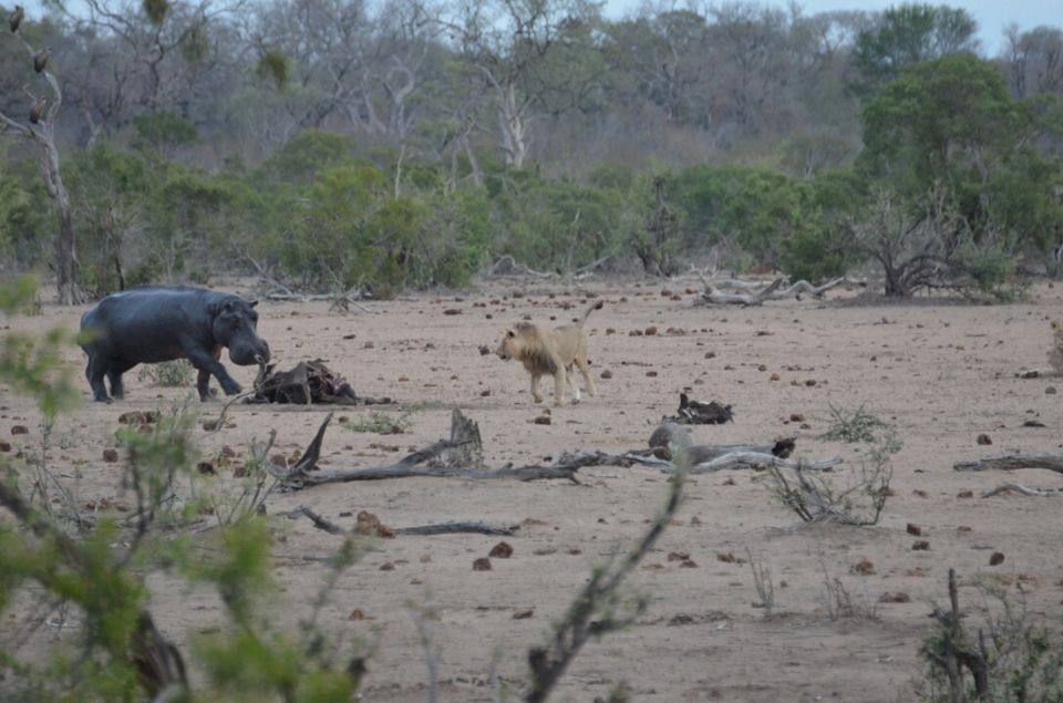 Photo of 5 nights in Kruger Park (Day 6-11) by Jeroen Borst