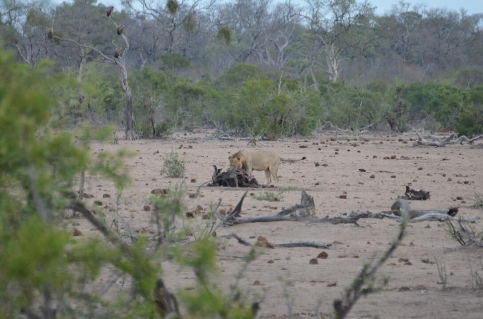 Photo of 5 nights in Kruger Park (Day 6-11) by Jeroen Borst