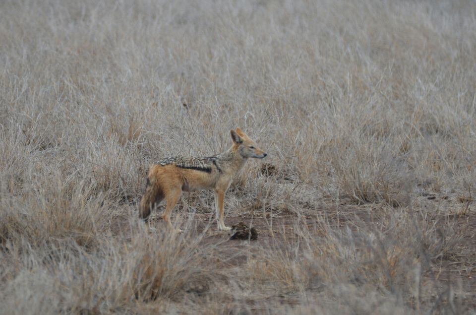 Photo of 5 nights in Kruger Park (Day 6-11) by Jeroen Borst