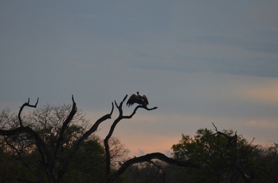 Photo of 5 nights in Kruger Park (Day 6-11) by Jeroen Borst