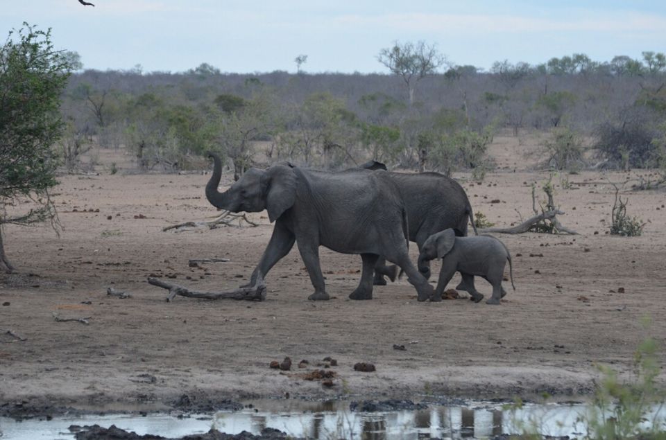 Photo of 5 nights in Kruger Park (Day 6-11) by Jeroen Borst
