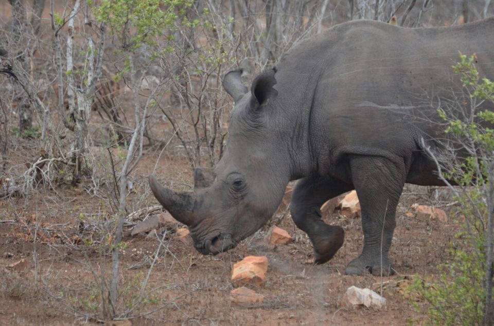 Photo of 5 nights in Kruger Park (Day 6-11) by Jeroen Borst