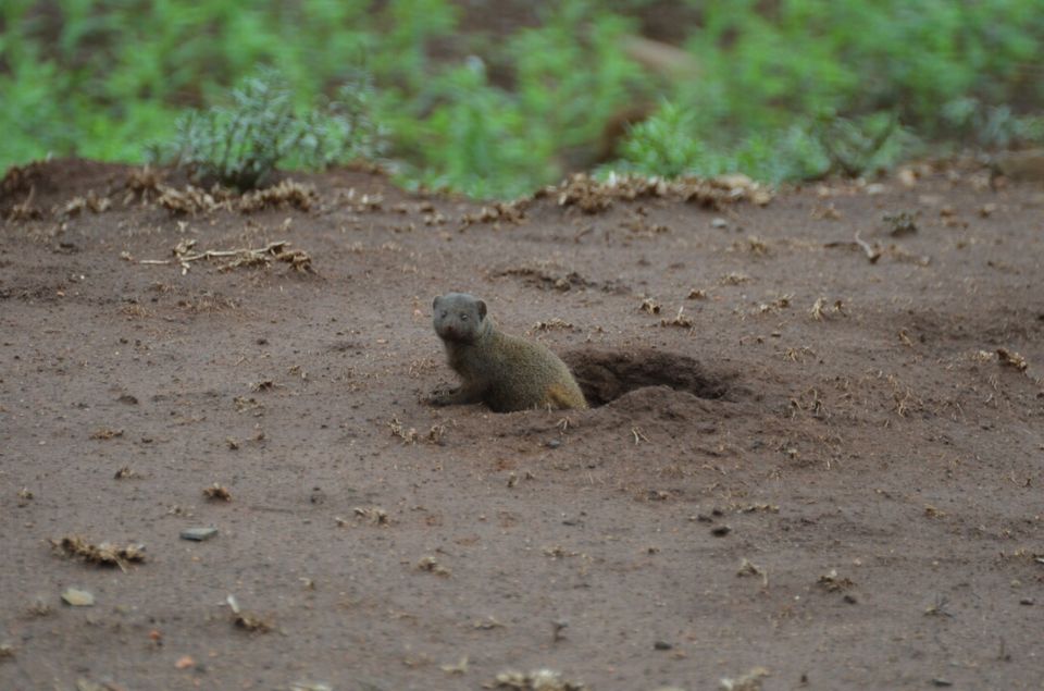 Photo of 5 nights in Kruger Park (Day 6-11) by Jeroen Borst