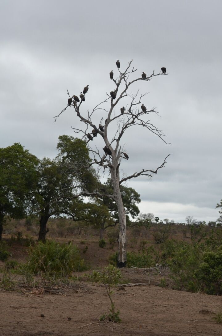 Photo of 5 nights in Kruger Park (Day 6-11) by Jeroen Borst