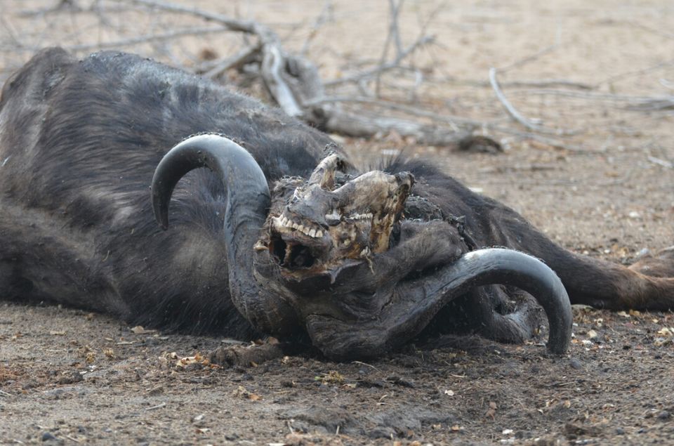 Photo of 5 nights in Kruger Park (Day 6-11) by Jeroen Borst