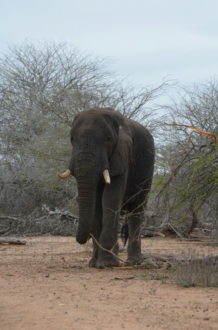 Photo of 5 nights in Kruger Park (Day 6-11) by Jeroen Borst