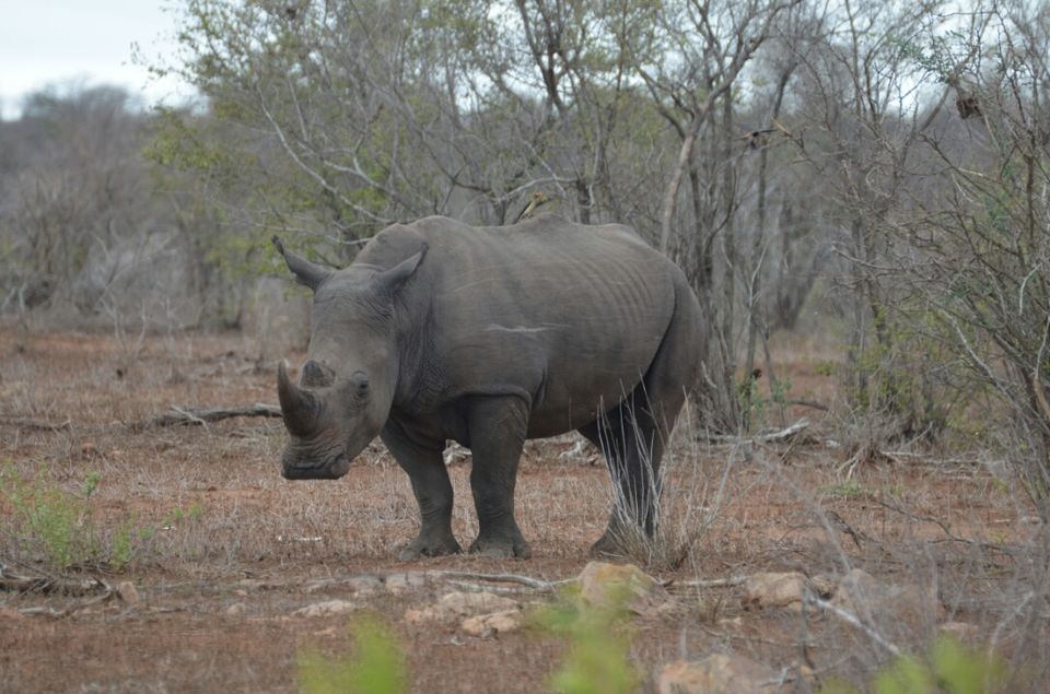 Photo of 5 nights in Kruger Park (Day 6-11) by Jeroen Borst
