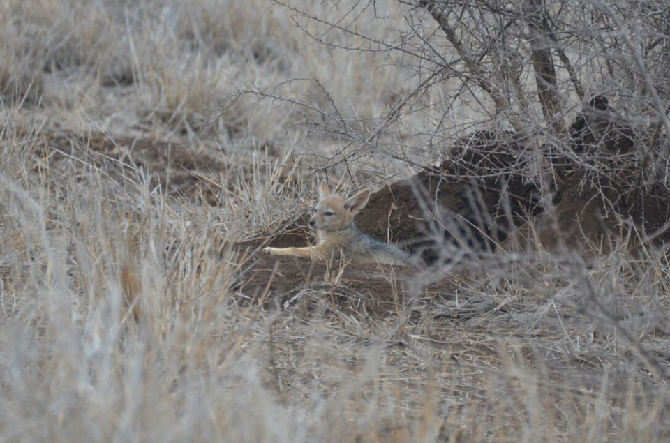 Photo of 5 nights in Kruger Park (Day 6-11) by Jeroen Borst