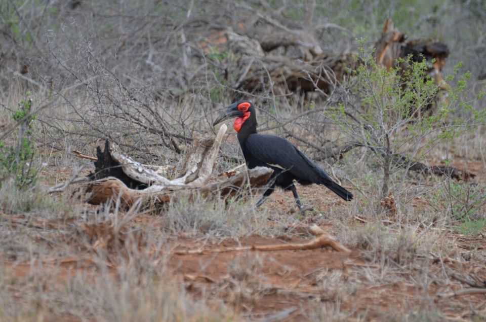 Photo of 5 nights in Kruger Park (Day 6-11) by Jeroen Borst